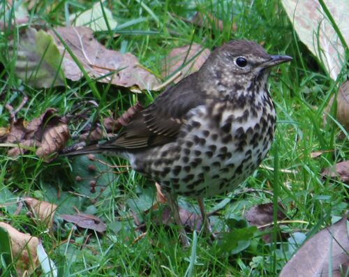 Zorzal común (Turdus philomelos)