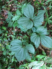 Dioscorea dregeana