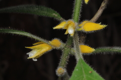 Bushviolet (Besleria)