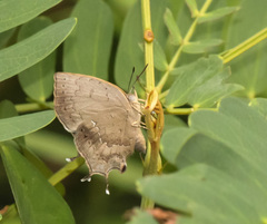 Surendra quercetorum