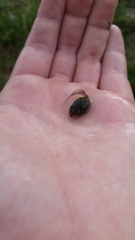 Lithobates sphenocephalus