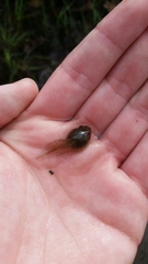 Lithobates sphenocephalus