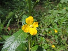 Ludwigia alternifolia