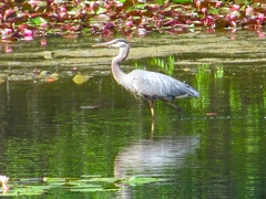 Ardea herodias