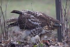 Buteo jamaicensis