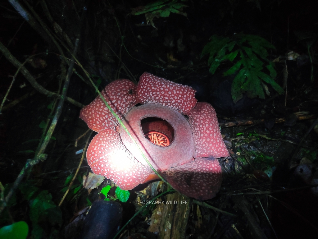 Rafflesia mira on October 29, 2025 at 06:57 PM by DEOGRAPHY WILD LIFE ...