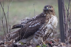 Buteo jamaicensis