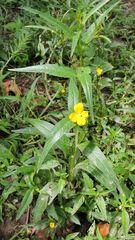 Ludwigia alternifolia