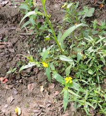 Ludwigia alternifolia