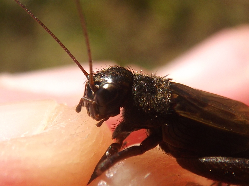 Striped Ground Cricket