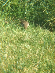 Zonotrichia leucophrys