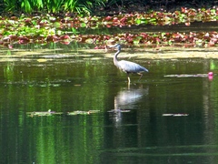 Ardea herodias