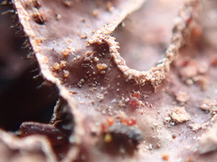 Nectriopsis rubefaciens