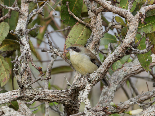 Shrike-like Tanager (Neothraupis fasciata), photo 5