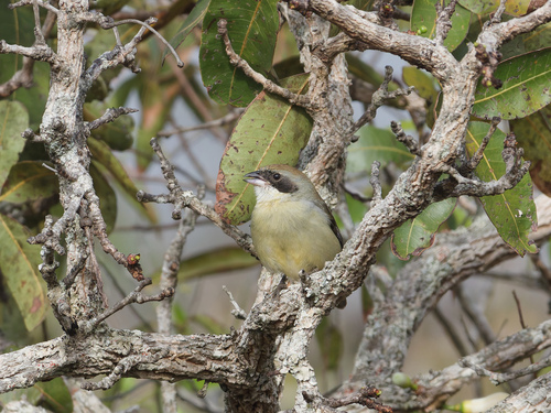 Shrike-like Tanager (Neothraupis fasciata), photo 6