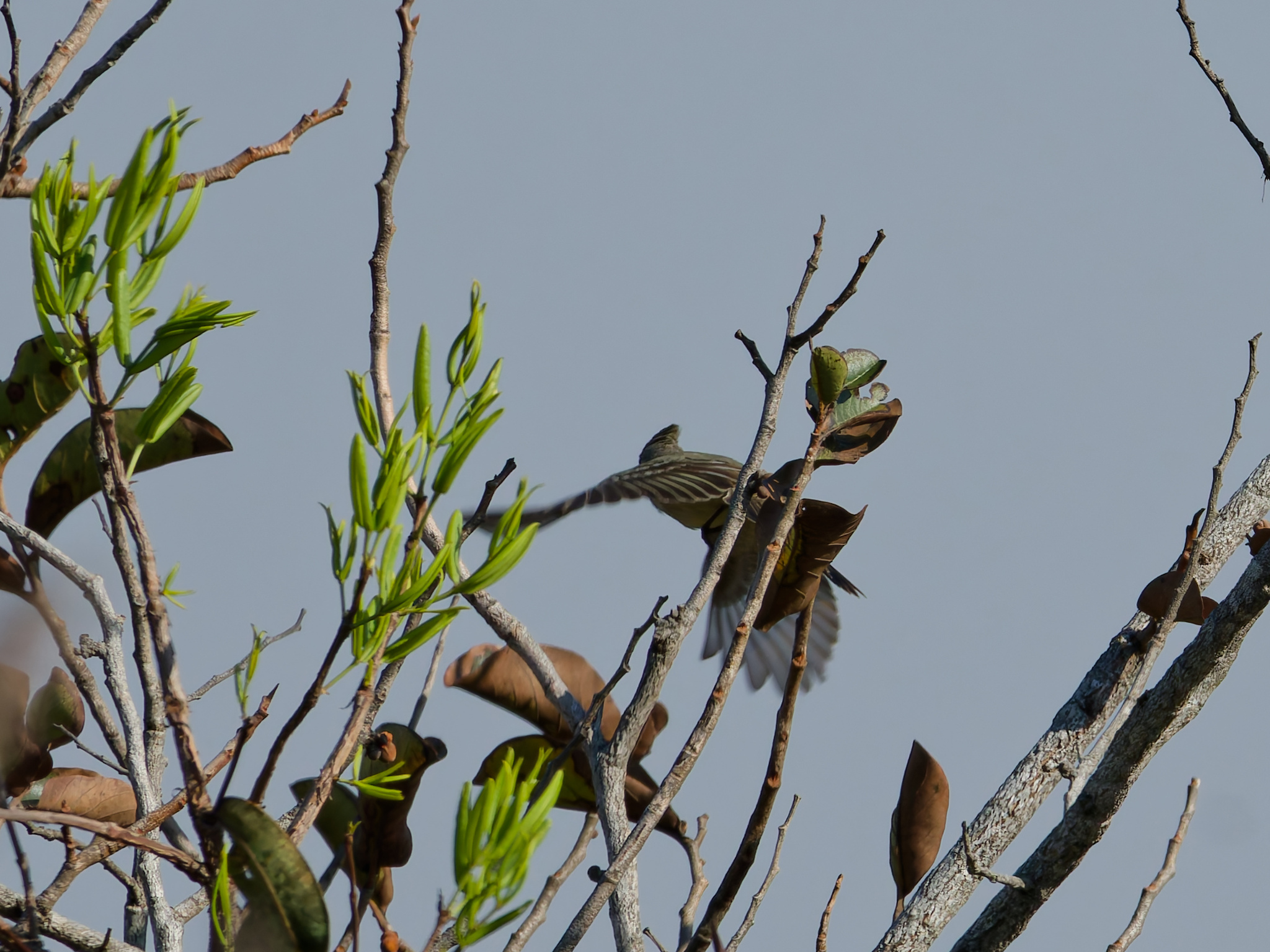 Plain-crested Elaenia (Elaenia cristata), photo 8