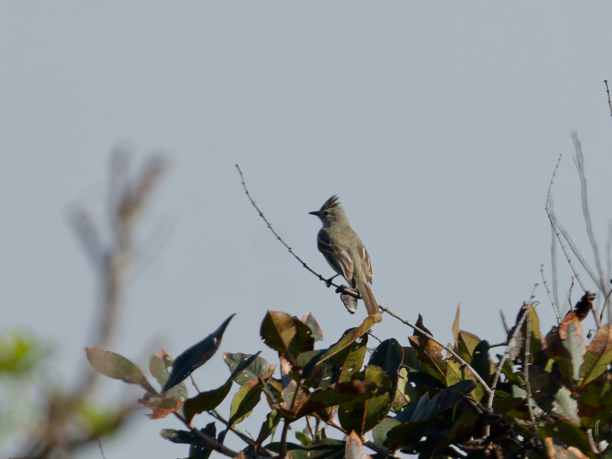 Plain-crested Elaenia (Elaenia cristata), photo 6