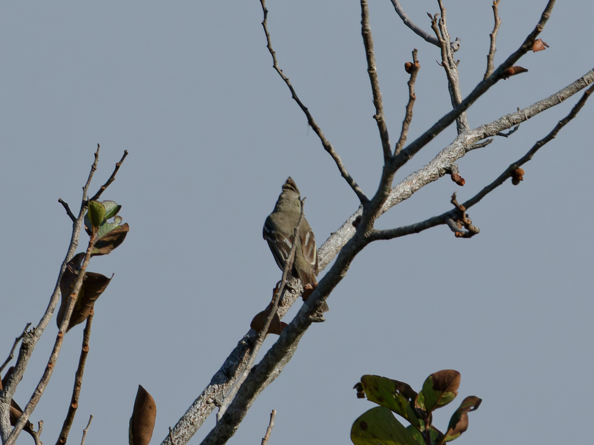 Plain-crested Elaenia (Elaenia cristata), photo 7