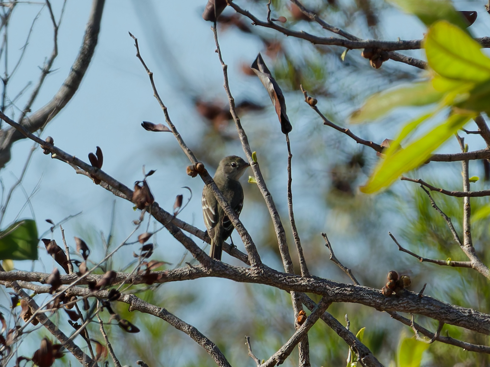 Lesser Elaenia (Elaenia chiriquensis), photo 2