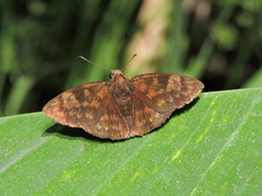 Pellicia dimidiata dimidiata