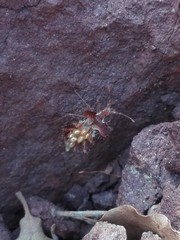 Phyllomorpha laciniata