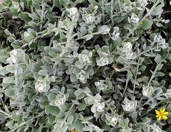 Helichrysum petiolare