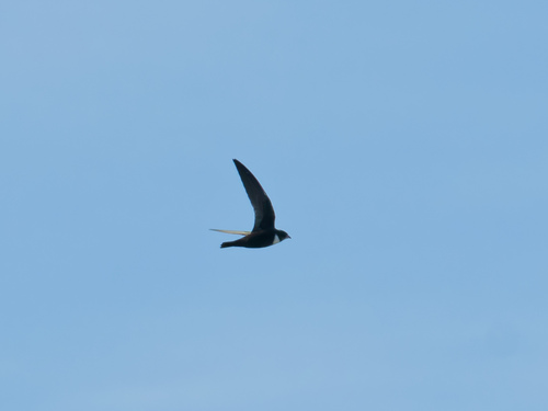 Biscutate Swift (Streptoprocne biscutata)