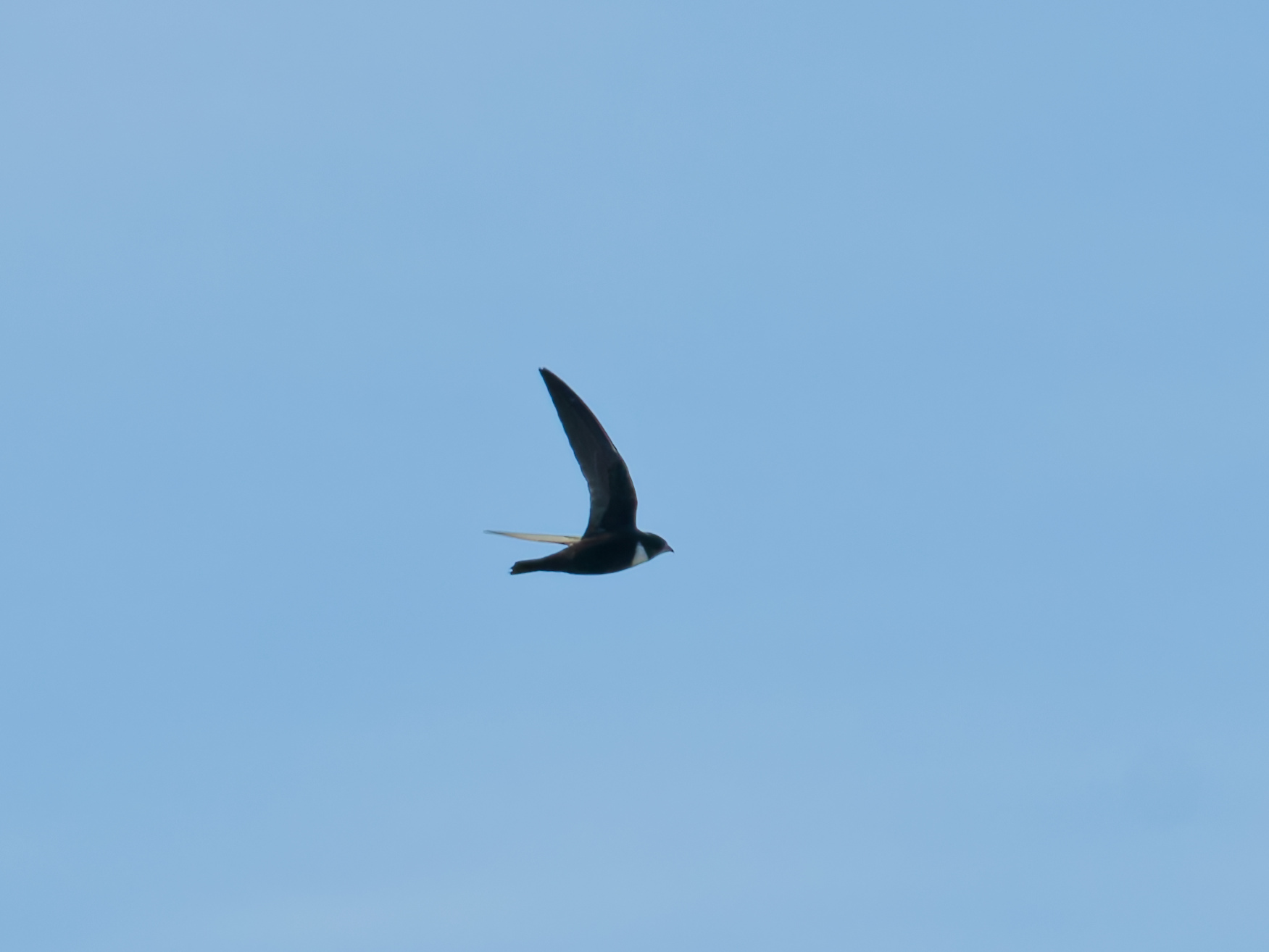 Biscutate Swift (Streptoprocne biscutata), photo 1
