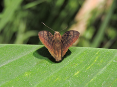 Pellicia dimidiata dimidiata