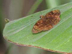 Pellicia dimidiata dimidiata