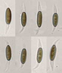 Anthostomella scotina