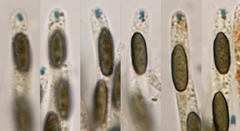 Anthostomella scotina