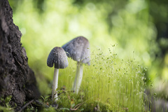 Coprinopsis lagopides