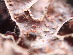 Nectriopsis rubefaciens