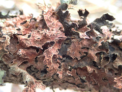 Nectriopsis rubefaciens