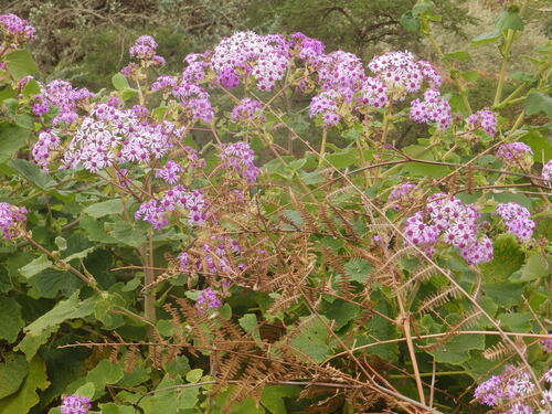 Pericallis webbii, photograph 3