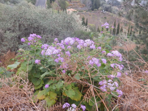 Pericallis webbii, photograph 2