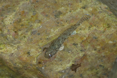 Pseudogobius poicilosoma