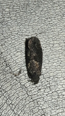 Cryptaspasma