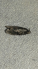 Cryptaspasma