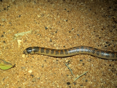 Southern Shovel-nosed Snake sighting