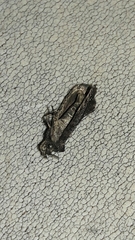 Cryptaspasma