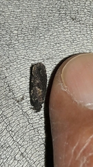 Cryptaspasma