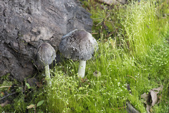 Coprinopsis lagopides