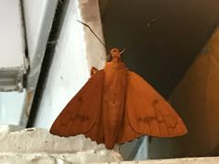 Bungalotis midas