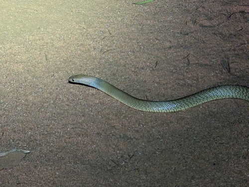 Strap-Snouted Brown Snake sighting