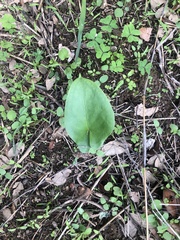 Arisarum