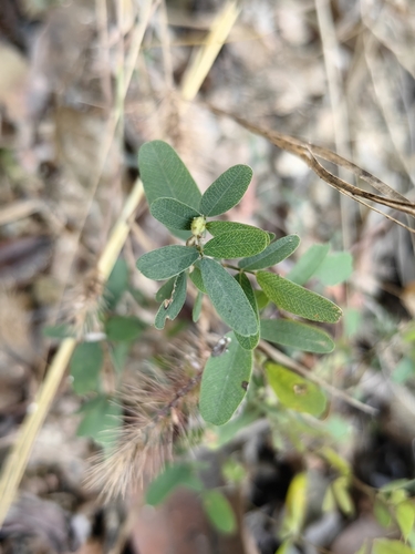 Lespedeza inschanica iNat (2)