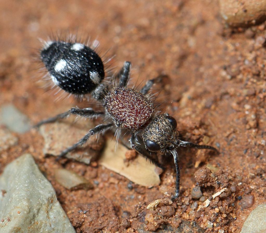 Dasylabris stimulatrix