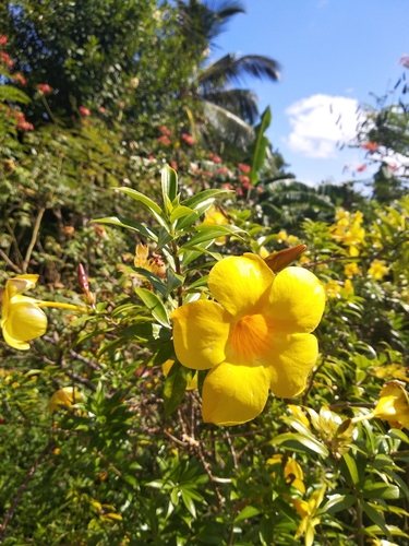 Allamanda cathartica image